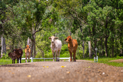 Brahman cattle on a gravel country road with trees in the background in summer - Australian Stock Image