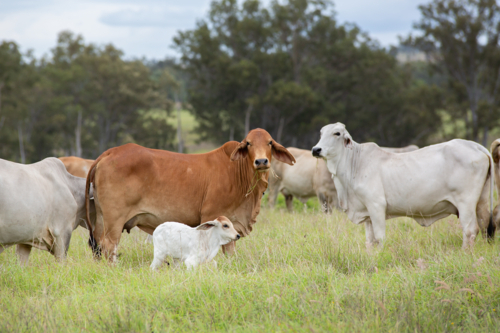 Brahman cows with a calf - Australian Stock Image