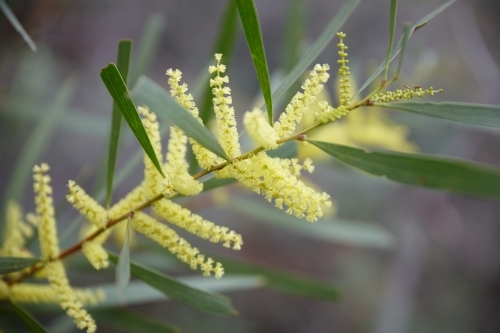 Branch of flowering wattle - Australian Stock Image