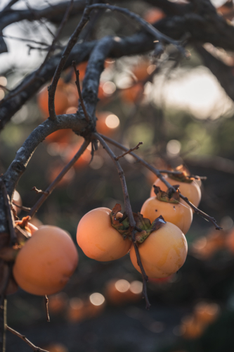 Branch with ripe orange persimmons - Australian Stock Image