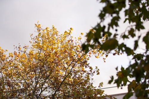branches and leaves in autumn - Australian Stock Image