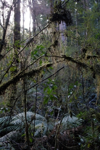Branches and trees in a rainforest - Australian Stock Image