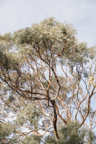 branches lit by a golden sunrise - Australian Stock Image
