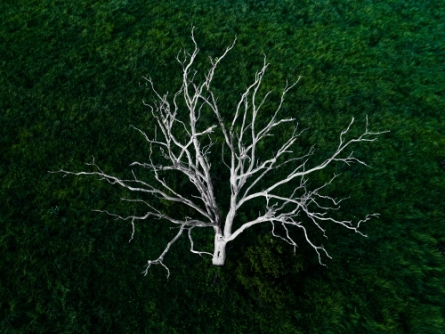 Branches of a dead white tree stark against green grass - Australian Stock Image