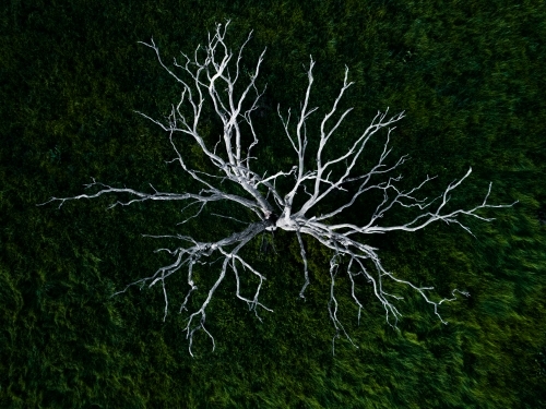 Branches of a dead white tree stark against green grass