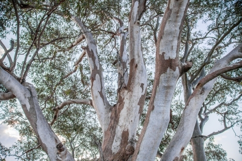 Branches of an old gum tree reaching out - Australian Stock Image