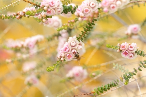 branches of pink flowers with a bee