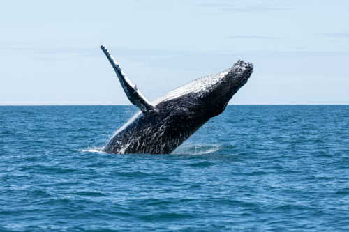 Breaching Humpback Whale at the Mackerel Islands, Onslow - Australian Stock Image