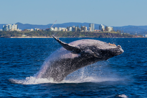 Breaching Whale off the Tweed Coast - Australian Stock Image