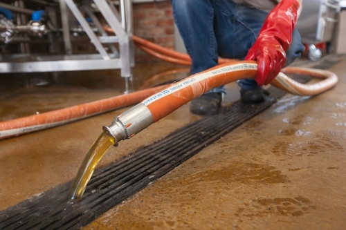 Brewer pouring waste water down drain at a microbrewery - Australian Stock Image