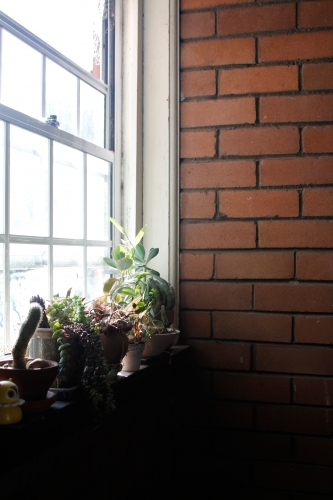 Brick wall and window with succulent plants on ledge - Australian Stock Image