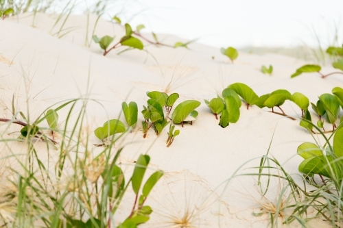 Bright close up of sand dune with green railroad vine running along sand and seagrass