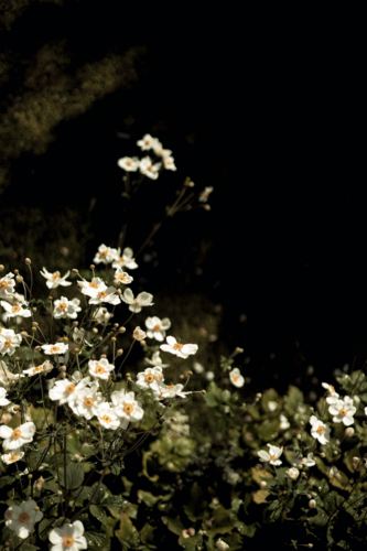 Bright cluster of white flowers with yellow centres stands out against a dark, leafy background - Australian Stock Image