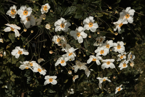 Bright cluster of white flowers with yellow middle stands out against a dark, leafy background - Australian Stock Image