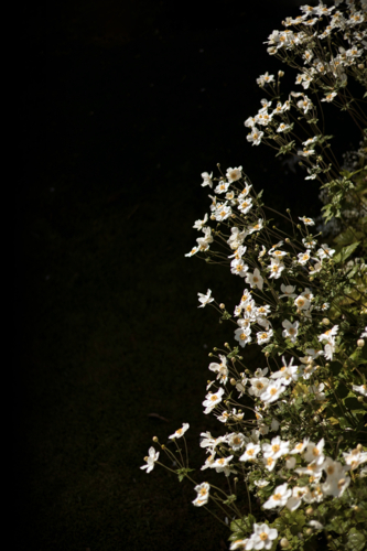 Bright cluster of white flowers with yellow middle stands out against a dark, leafy background - Australian Stock Image