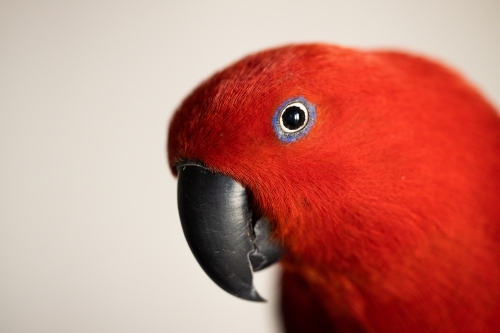 Bright colorful female eclectus parrot (eclectus roratus) - Australian Stock Image