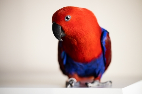 Bright colorful female eclectus parrot (eclectus roratus) - Australian Stock Image