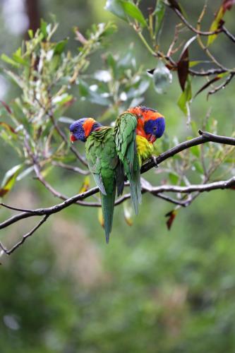 Bright coloured Rainbow Lorikeets in a tree