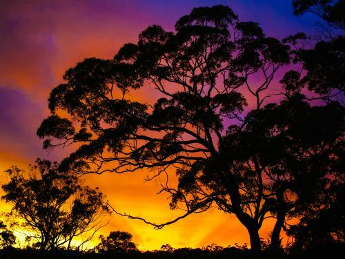 Bright coloured sunset with trees silhouetted in foreground