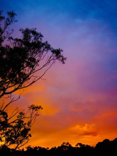 Bright colourful sunset with tree silhouette - Australian Stock Image