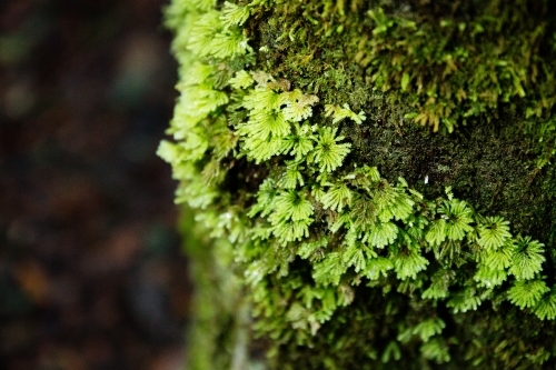 bright green ferny leaves of moss in rainforest - Australian Stock Image