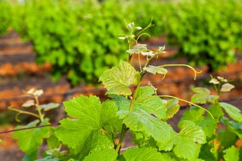 Bright green vines in spring vineyard - Australian Stock Image