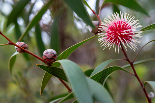 Bright hakea flower and pods - Australian Stock Image