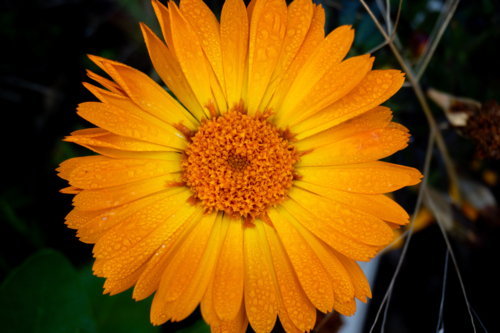 Bright Orange Calendula Flower - Australian Stock Image
