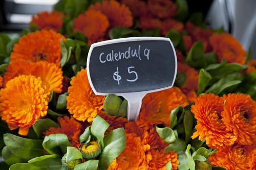 Bright orange Calendula flowers for sale