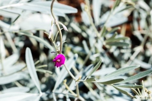Bright purple pea flower against silver foliage - Australian Stock Image