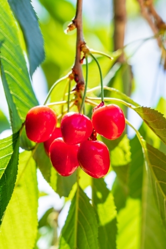Bright red cherries still hanging amongst the leaves on a tree - Australian Stock Image