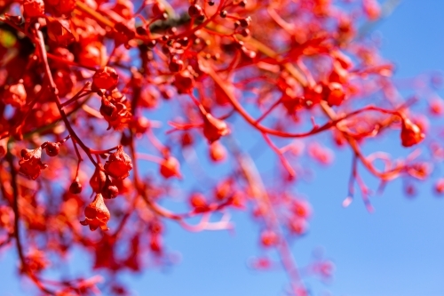 Bright red flame tree flowers against blue sky - Australian Stock Image