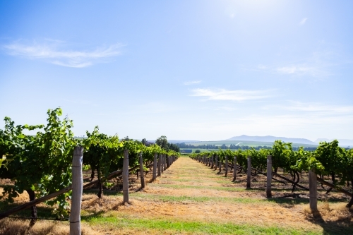 Bright sunlight over vineyard in Summer - Australian Stock Image