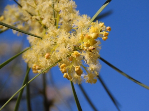 Bright yellow acacia flowers and buds in a clear blue sky