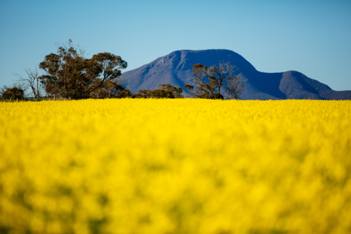 Bright yellow canola paddock with the Stirling Ranges in background - Australian Stock Image