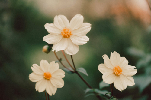 Bright yellow dahlia in full bloom - Australian Stock Image