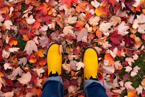 Bright yellow gum boots in pink red purple autumn leaves - Australian Stock Image
