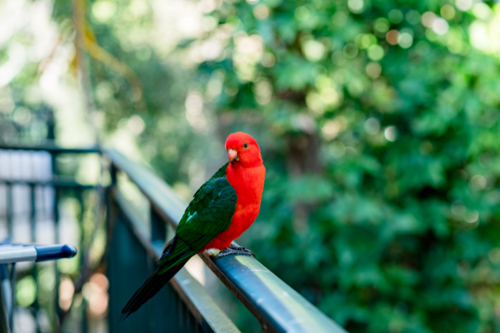 Brightly coloured australian king parrot sits on a balcony rail surrounded by leafy trees - Australian Stock Image