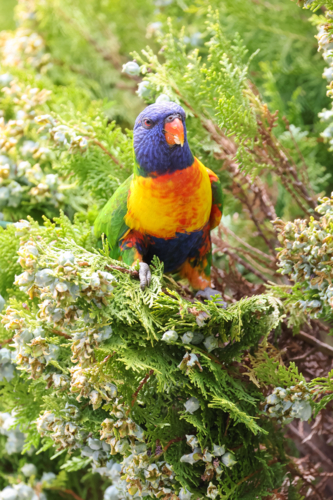 Brightly Coloured Rainbow Lorikeet - Australian Stock Image