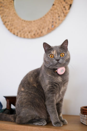 British short hair cat giving eye contact - Australian Stock Image