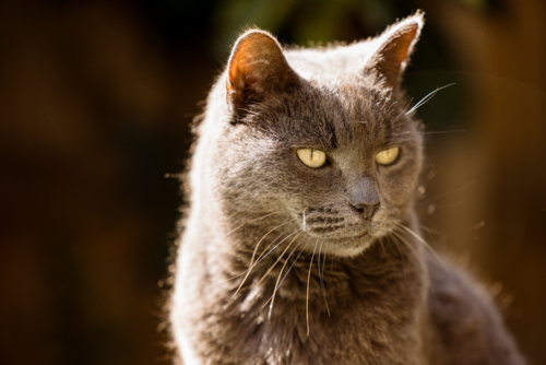 British Short Hair cat sitting on tank in backyard in morning sunshine - Australian Stock Image