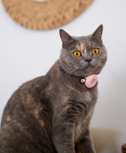 British short hair cat with pet tracker - Australian Stock Image