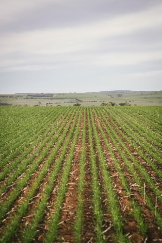 Broadacre wheat crop in the Wheatbelt of Western Australia - Australian Stock Image