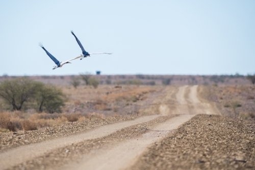 Brolga in flight - Australian Stock Image