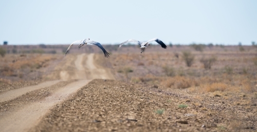 Brolga in flight - Australian Stock Image
