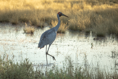 Brolga walking through shallow water - Australian Stock Image