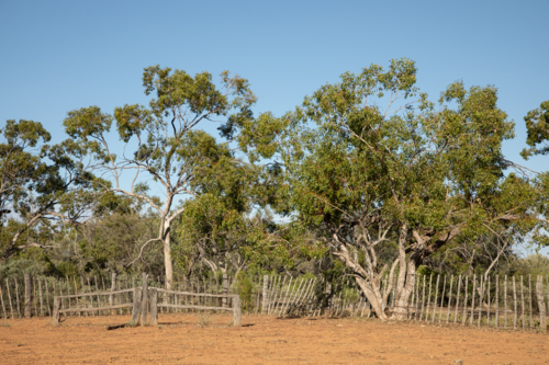 Bronco branding panel in stake yards - Australian Stock Image