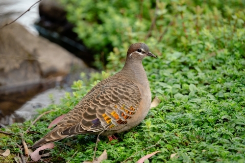 Bronzewing pigeon perched on groundcover - Australian Stock Image