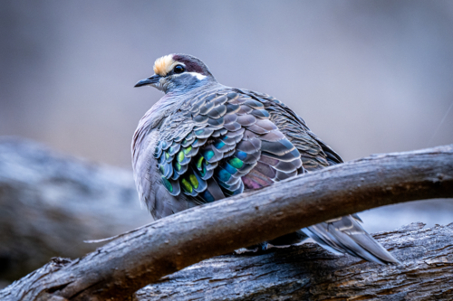 bronzewing pigeon resting on a branch, its feathers shimmering with iridescent greens and blues - Australian Stock Image