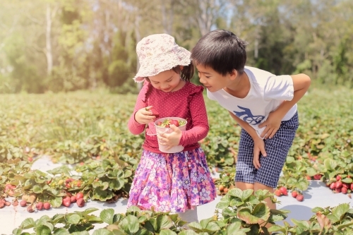 Brother and sister picking strawberries from strawberry farm - Australian Stock Image